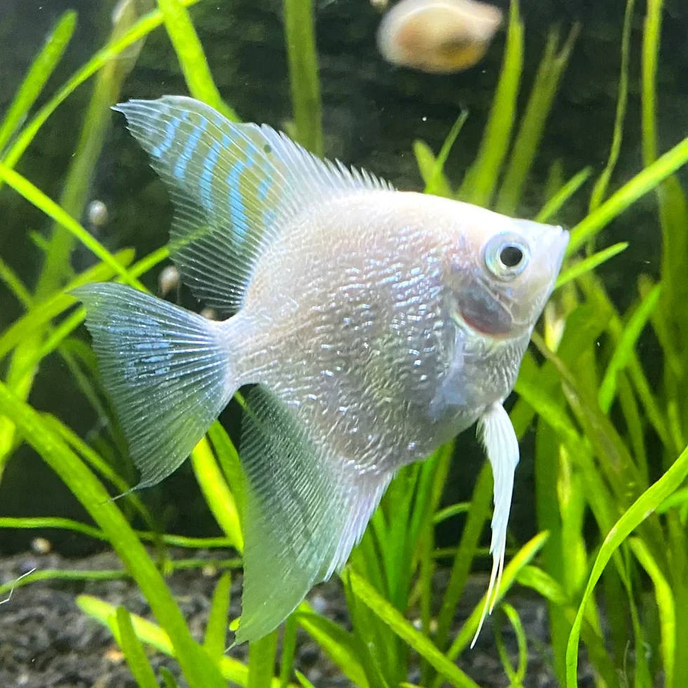 Pearl Scale Angel